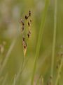Bodden-Binse - Juncus gerardii Loisel.