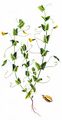 Ranken-Platterbse - Lathyrus aphaca L.