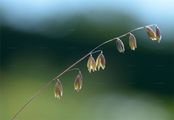Buntes Perlgras - Melica picta K. Koch
