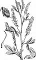 Ribbed Melilot - Melilotus officinalis (L.) Lam.