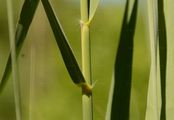 Common Reed - Phragmites australis (Cav.) Steud.