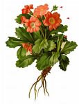 Behaarte Schlüsselblume - Primula hirsuta All. 