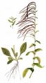 Turm-Gänsekresse - Pseudoturritis turrita (L.) Al-Shehbaz