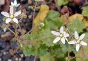 Rundblättriger Steinbrech - Saxifraga rotundifolia L.