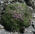 Silene acaulis (Stängelloses Leimkraut)