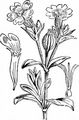 White Campion - Silene latifolia Poir.