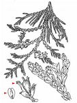 Riesen-Lebensbaum - Thuja plicata D. Don 