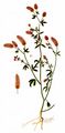 Hasen-Klee - Trifolium arvense L.