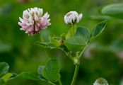 Schweden-Klee - Trifolium hybridum L.