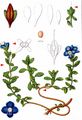 Rock Speedwell - Veronica fruticans Jacq.