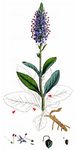 Ähriger Ehrenpreis - Veronica spicata L. 