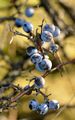 Prunus spinosa
