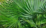 Trachycarpus fortunei (Chinesische Hanfpalme) - Blätter