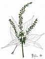 Giant Ragweed - Ambrosia trifida L.