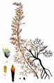 Strand-Beifuß - Artemisia maritima L.