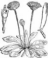 Mehrjähriges Gänseblümchen - Bellis perennis L.