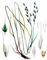 Meadow Brome - Bromus commutatus Schrad.