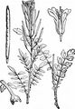 Narrow-Leaved Bitter-Cress - Cardamine impatiens L.
