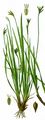 Vogelfuß-Segge - Carex ornithopoda Willd.