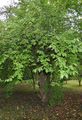 Cornelian-Cherry - Cornus mas L.