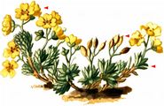 Sauter's Whitlowgrass - Draba sauteri Hoppe