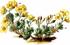 Sauters Felsenblümchen - Draba sauteri Hoppe 