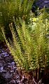 Kamm-Wurmfarn - Dryopteris cristata (L.) A. Gray