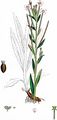 Hoary Willowherb - Epilobium parviflorum Schreb.