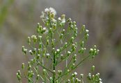 Kanadisches Berufkraut - Erigeron canadensis L.