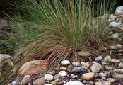 Amethyst-Schwingel - Festuca amethystina L.