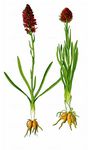 Österreichisches Kohlröschen - Gymnadenia austriaca (Teppner & E. Klein) P. Delforge 