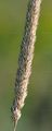 Blue Hair-Grass - Koeleria glauca (Schrad.) DC.