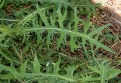 Blauer Lattich - Lactuca perennis L.