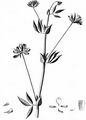 Greater Bird's-Foot-Trefoil - Lotus pedunculatus Cav.