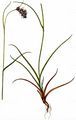 Ähren-Hainsimse - Luzula spicata (L.) DC.