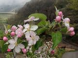 Orchard Apple - Malus pumila Mill.