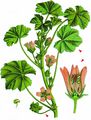 Dwarf Mallow - Malva neglecta Wallr.