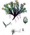Cyphel - Minuartia sedoides (L.) Hiern