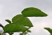 Black Mulberry - Morus nigra L.