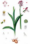 Dreizähniges Knabenkraut - Neotinea tridentata (Scop.) R. M. Bateman, Pridgeon & M. W. Chase 