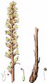 Oxtongue Broomrape - Orobanche artemisiae-campestris Gaudin