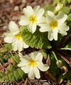 Stängellose Schlüsselblume - Primula acaulis (L.) L.