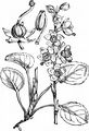 Round-Leaved Wintergreen - Pyrola rotundifolia L.