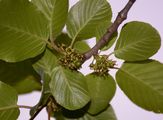 Buckthorns - Rhamnus alpina L.