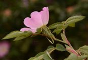 Hundsrose - Rosa canina L.