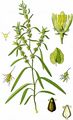 Ufer-Ampfer - Rumex maritimus L.