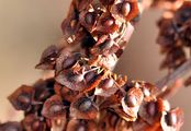 Schmalblättriger Ampfer - Rumex stenophyllus Ledeb.