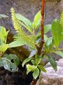 Finely Toothed Willow - Salix breviserrata Flod.