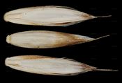 Tall Fescue - Schedonorus arundinaceus (Schreb.) Dumort.