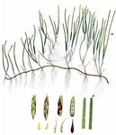 Zwerg-Seegras - Zostera noltii Hornem. 